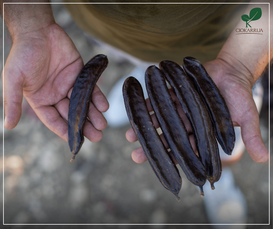 Carruba: un concentrato di nutrienti