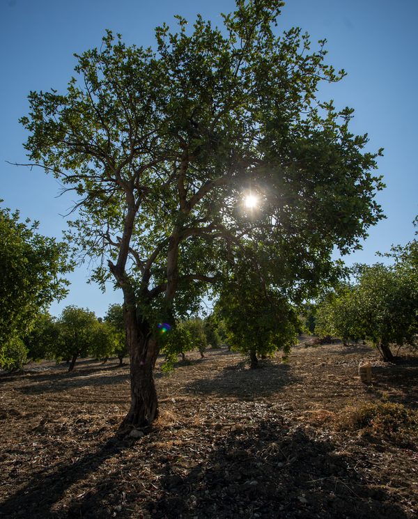 Polpa di carruba macinata